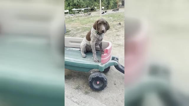 Video preview image #1 Pointer Puppy For Sale in SACRAMENTO, CA, USA