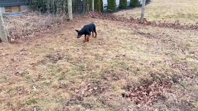 Video preview image #13 Doberman Pinscher Puppy For Sale in WARSAW, IN, USA