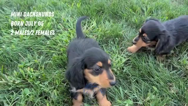 Video preview image #3 Dachshund Puppy For Sale in GOSHEN, IN, USA