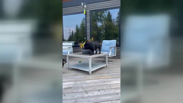 Video preview image #7  Breeder Profile in KALISPELL, MT, USA