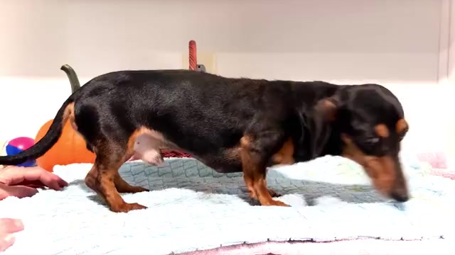 Video preview image #1 Dachshund Puppy For Sale in WAKARUSA, IN, USA
