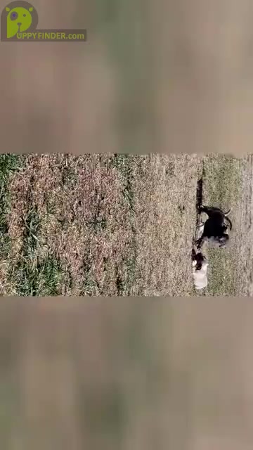 Video preview image #2 American Bully Puppy For Sale in MARTELL, NE, USA