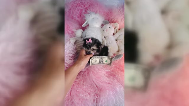 Video preview image #1 Pomeranian Puppy For Sale in FORT LAUDERDALE, FL, USA
