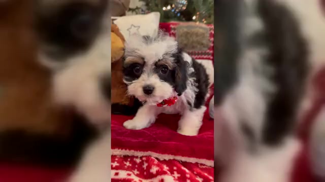 Video preview image #1 Cavapoo (Miniature) Puppy For Sale in SOUTH ORANGE, NJ, USA