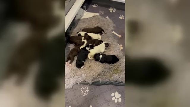 Video preview image #1 Portuguese Water Dog Puppy For Sale in BAYTOWN, TX, USA