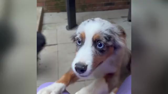 Video preview image #1 Miniature Australian Shepherd Puppy For Sale in HARRISON, OH, USA