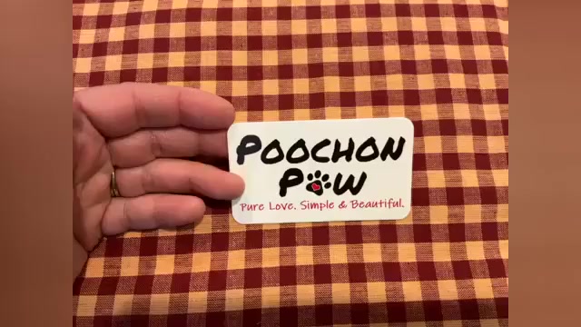 Video preview image #14 Poochon Puppy For Sale in AUBURN, MA, USA
