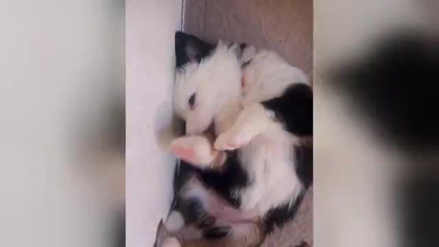 Video preview image #3 Miniature Australian Shepherd Puppy For Sale in WOOSTER, OH, USA