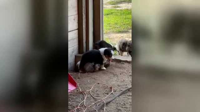 Video preview image #1 Australian Shepherd Puppy For Sale in WHITAKERS, NC, USA