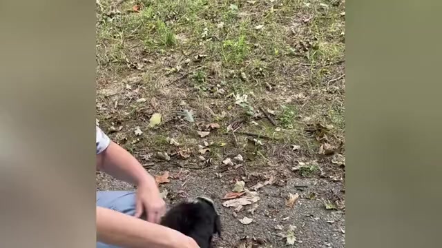Video preview image #3 Miniature Australian Shepherd Puppy For Sale in HARRISON, OH, USA