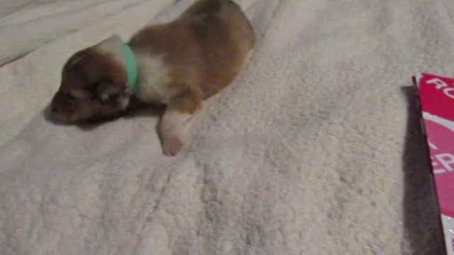 Video preview image #7 Collie Puppy For Sale in HIGH POINT, NC, USA