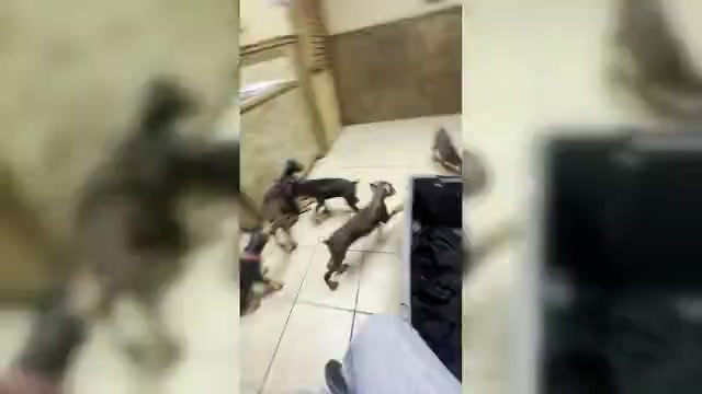 Video preview image #1 Doberman Pinscher Puppy For Sale in DALLAS, TX, USA