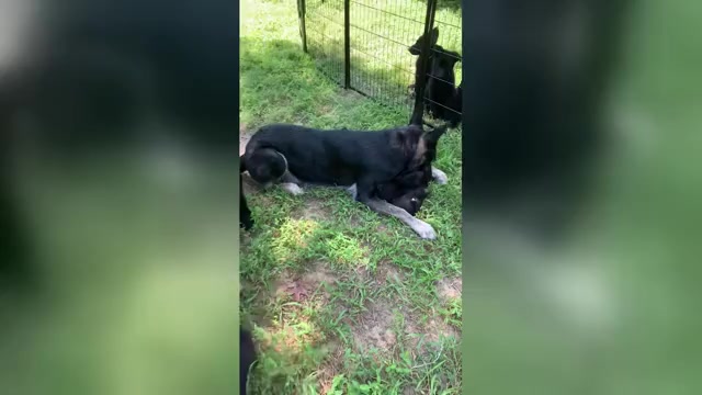 Video preview image #1 German Shepherd Dog Puppy For Sale in WEST POINT, VA, USA
