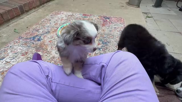 Video preview image #1 Miniature Australian Shepherd Puppy For Sale in HARRISON, OH, USA