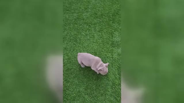 Video preview image #2 French Bulldog Puppy For Sale in LAS VEGAS, NV, USA
