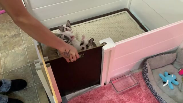 Video preview image #1  Breeder Profile in SHARON, TN, USA