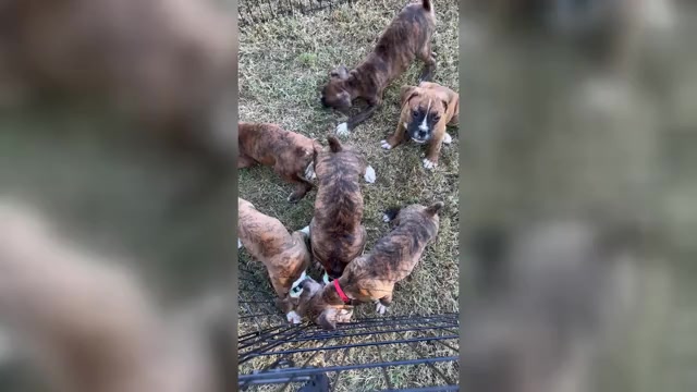 Video preview image #1 Boxer Puppy For Sale in SCOBEY, MS, USA