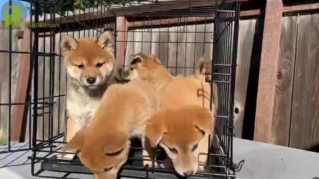 Video preview image #2 Shiba Inu Puppy For Sale in FREMONT, CA, USA