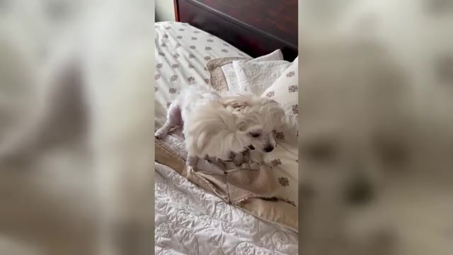 Video preview image #2 Maltese Puppy For Sale in HARVEST, AL, USA
