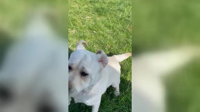 Video preview image #3 Labrador Retriever Puppy For Sale in SYRACUSE, IN, USA