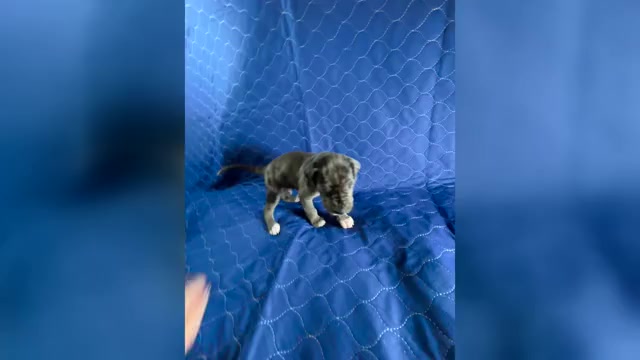Video preview image #1 Cane Corso-Great Dane Mix Puppy For Sale in BROOKFIELD, MA, USA