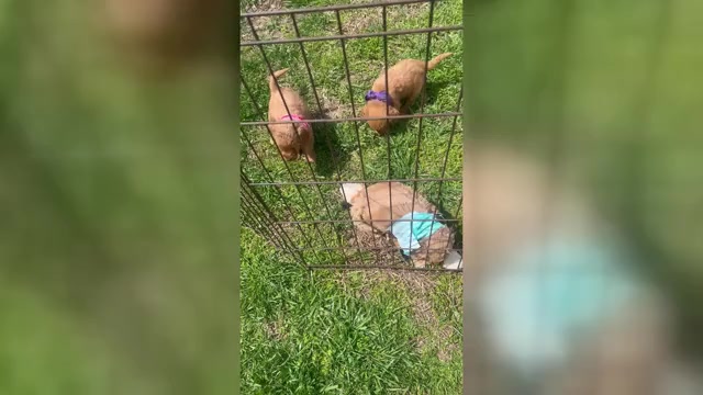 Video preview image #1 Goldendoodle (Miniature) Puppy For Sale in RICHLAND, MO, USA