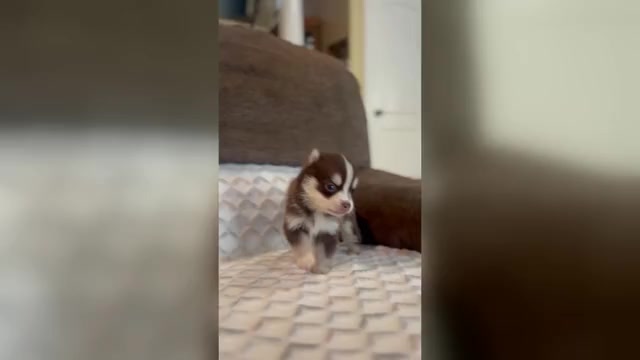 Video preview image #4 Pomsky Puppy For Sale in DRACUT, MA, USA