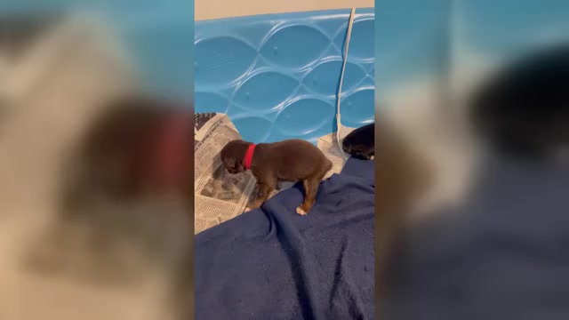 Video preview image #2 Australian Shepherd Puppy For Sale in OLD LYME, CT, USA