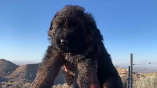 Video preview image #2 German Shepherd Dog Puppy For Sale in PINON HILLS, CA, USA