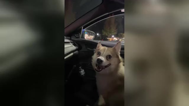 Video preview image #1 Pomsky Puppy For Sale in HAUPPAUGE, NY, USA