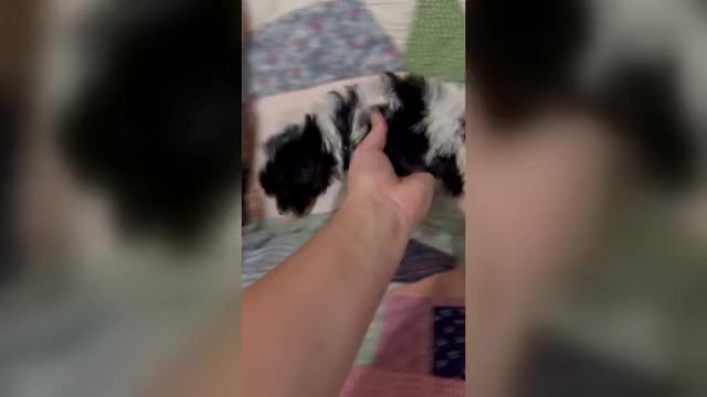 Video preview image #1 Cavapoo (Miniature) Puppy For Sale in MUNFORDVILLE, KY, USA