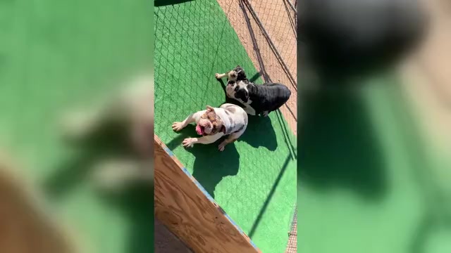 Video preview image #2 English Bulldog Puppy For Sale in VICTORVILLE, CA, USA