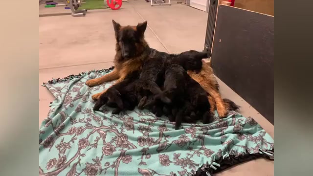 Video preview image #6  Breeder Profile in PINON HILLS, CA, USA