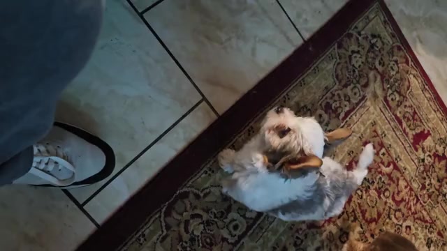 Video preview image #4 Yorkshire Terrier Puppy For Sale in SCHERTZ, TX, USA