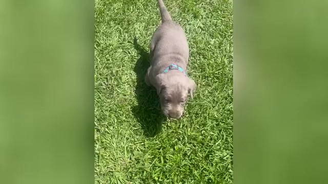 Video preview image #2 Labrador Retriever Puppy For Sale in GEORGETOWN, SC, USA