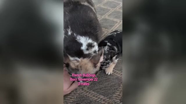 Video preview image #5  Breeder Profile in GOSHEN, IN, USA