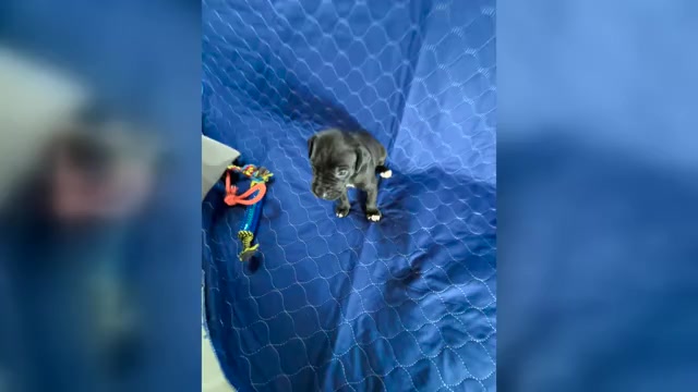 Video preview image #8 Cane Corso-Great Dane Mix Puppy For Sale in BROOKFIELD, MA, USA