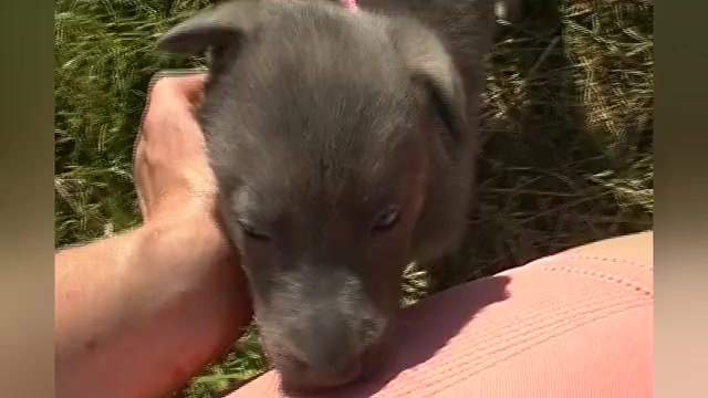 Video preview image #1 German Shepherd Dog Puppy For Sale in PIEDMONT, MO, USA