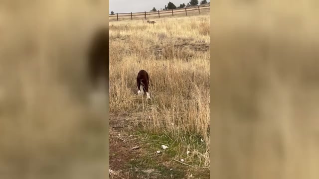 Video preview image #1  Breeder Profile in ACTON, MT, USA