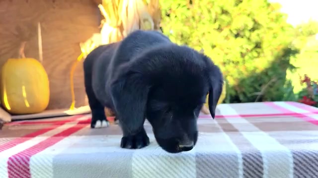 Video preview image #4 Golden Retriever-Pembroke Welsh Corgi Mix Puppy For Sale in WAKARUSA, IN, USA