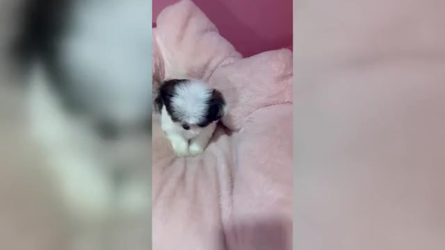 Video preview image #2 Shih Tzu Puppy For Sale in VENETA, OR, USA
