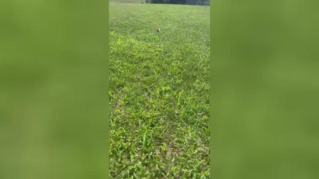 Video preview image #1 Dachshund Puppy For Sale in WARSAW, IN, USA