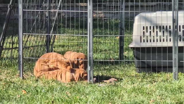 Video preview image #2 Vizsla Puppy For Sale in LOS GATOS, CA, USA