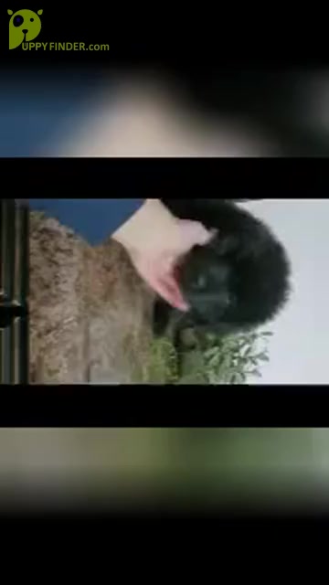 Video preview image #3 Newfoundland Puppy For Sale in SHIPSHEWANA, IN, USA