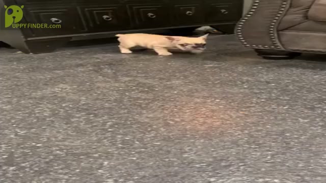 Video preview image #15 French Bulldog Puppy For Sale in WARSAW, IN, USA