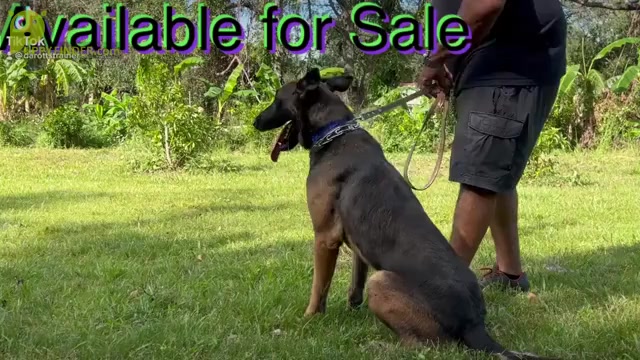 Video preview image #1 Belgian Malinois Puppy For Sale in ARCADIA, FL, USA
