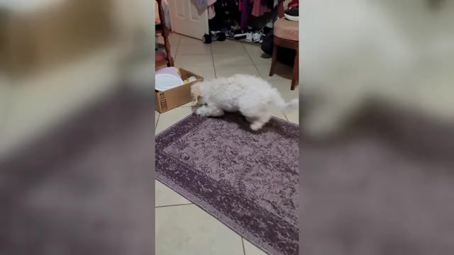 Video preview image #1 Lhasa-Poo Puppy For Sale in PHOENIX, AZ, USA