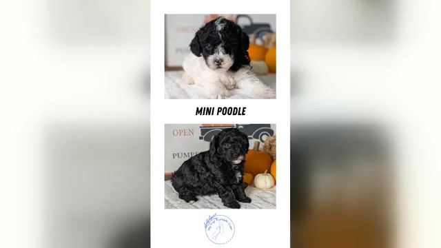 Video preview image #1 Poodle (Miniature) Puppy For Sale in GOSHEN, IN, USA