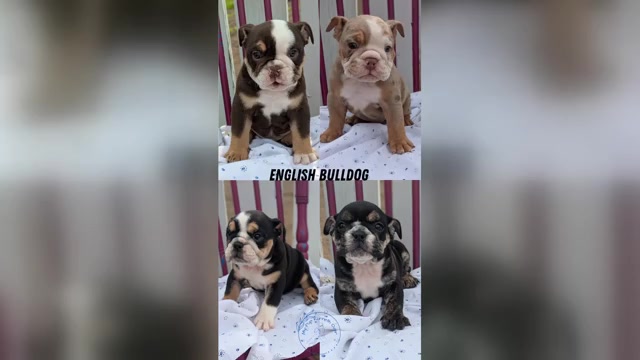 Video preview image #1 English Bulldog Puppy For Sale in GOSHEN, IN, USA