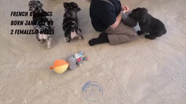 Video preview image #2 French Bulldog Puppy For Sale in GOSHEN, IN, USA